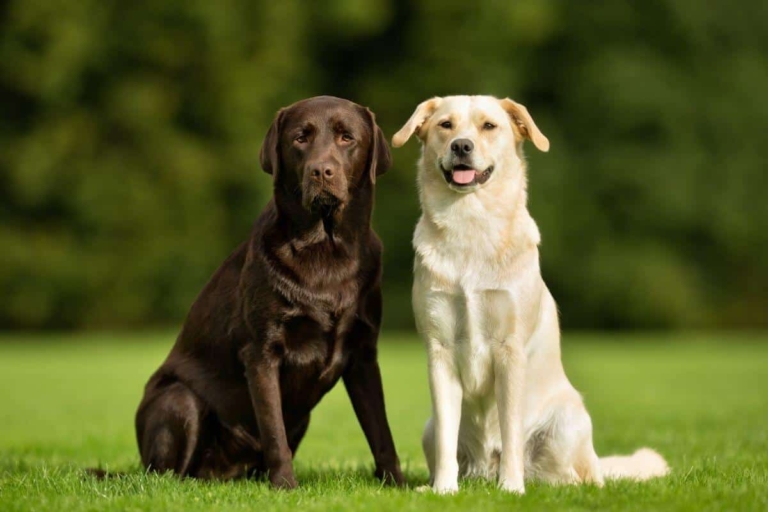 Think Your Lab Loves You? 15 Ways Labrador Retrievers Show Affection to ...