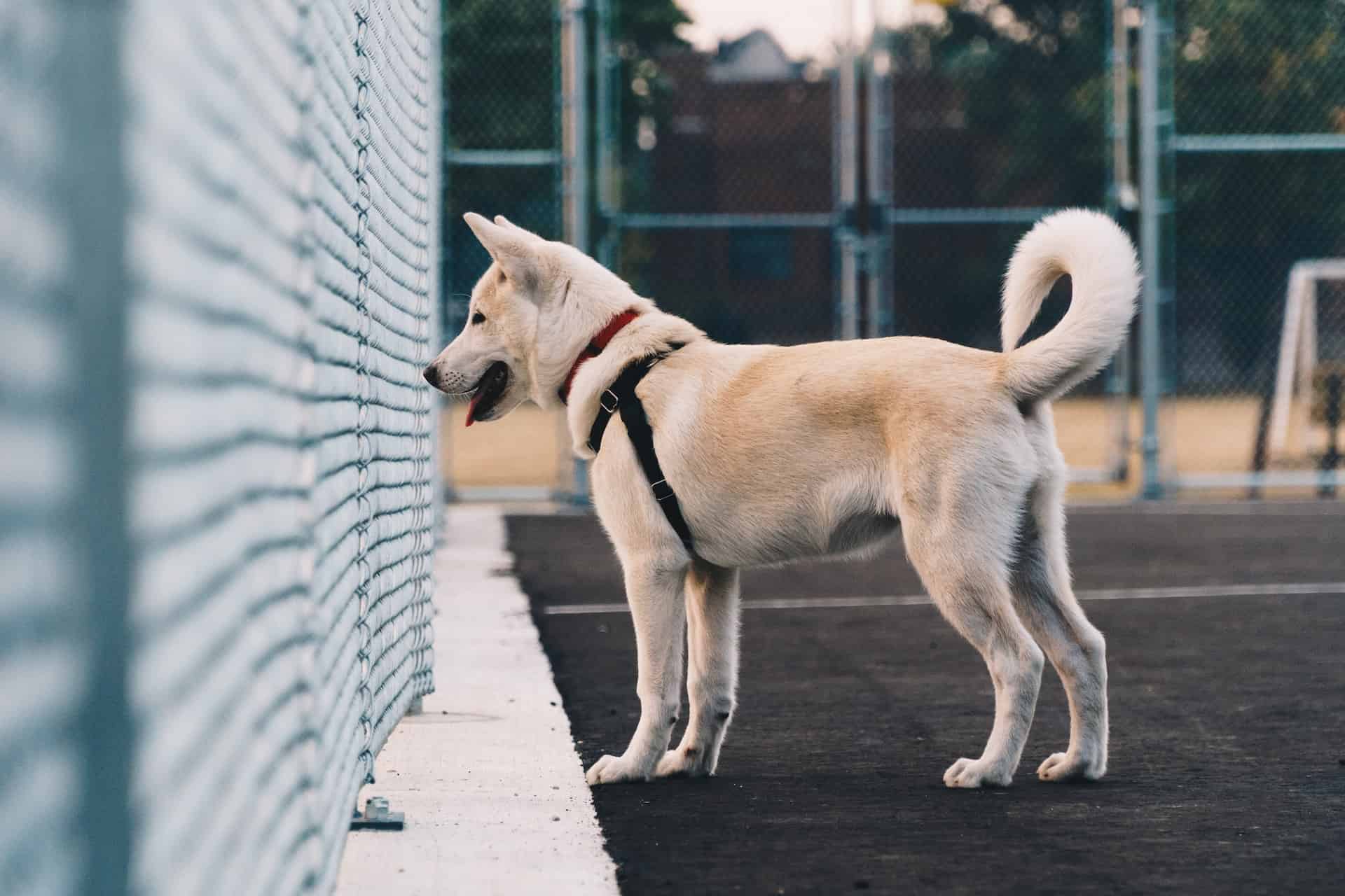 An Akita standing next to a fence.