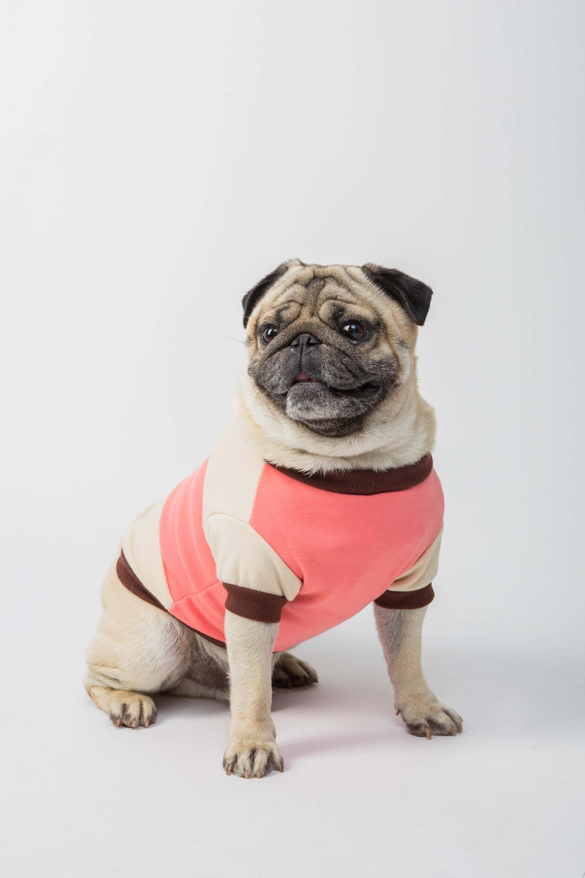 An Pug dog wearing a pink and brown shirt.