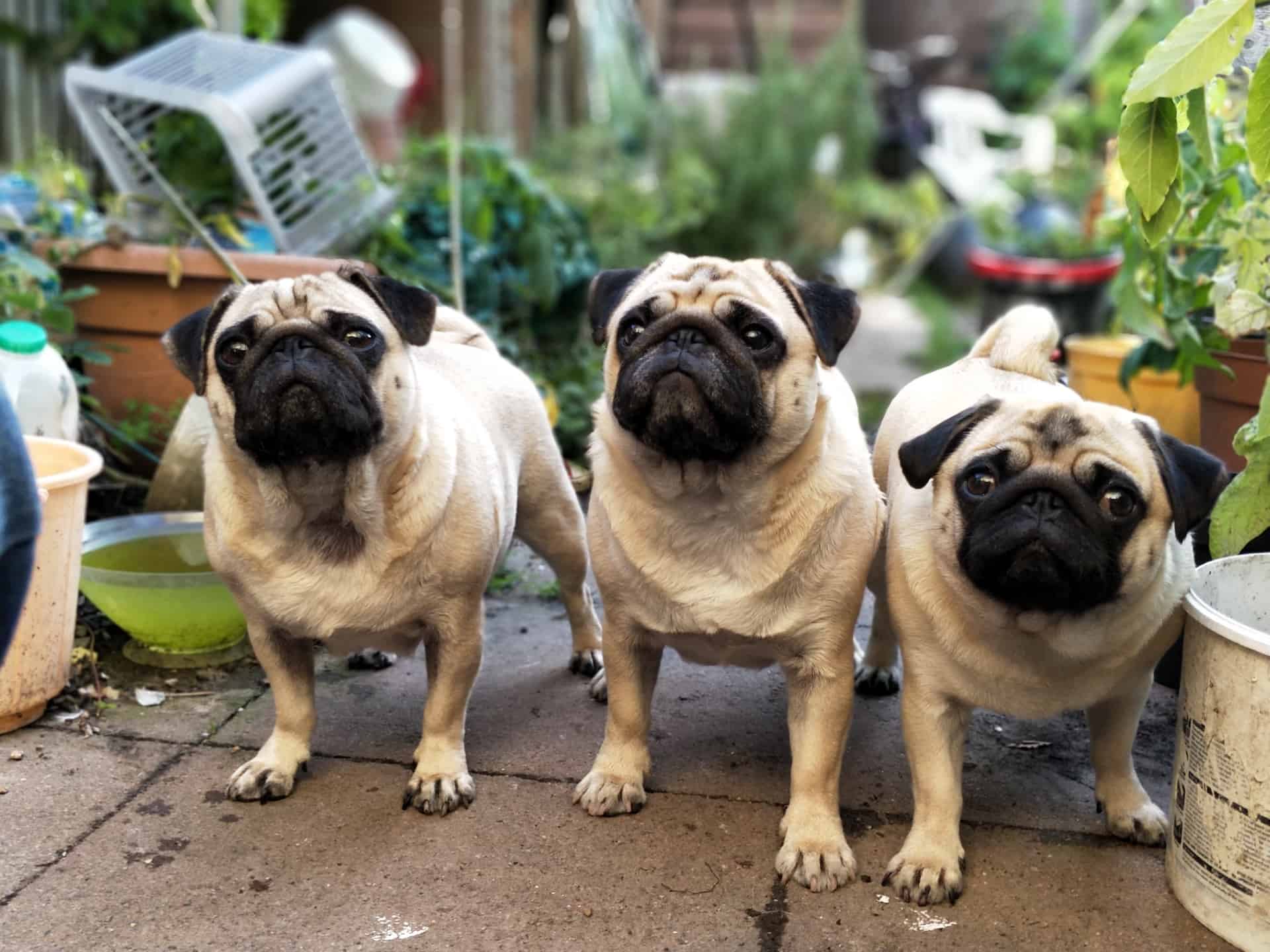 Three pugs standing in front of a potted plant.