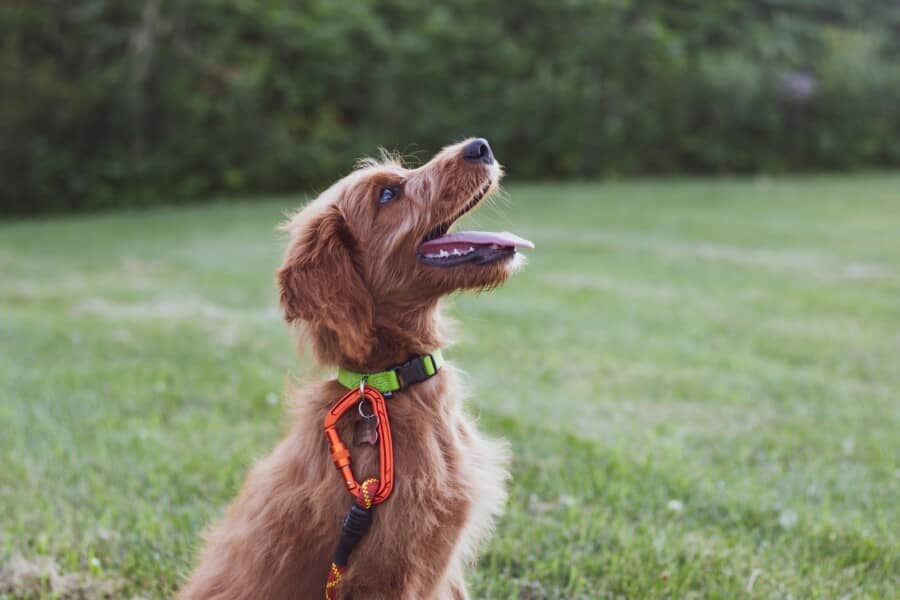 Best Dog Training Collar With Remote. A dog waiting for a command.
