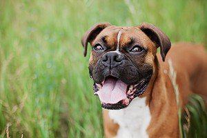 Boxer Pug Mix: Why Everyone’s Talking About This Breed