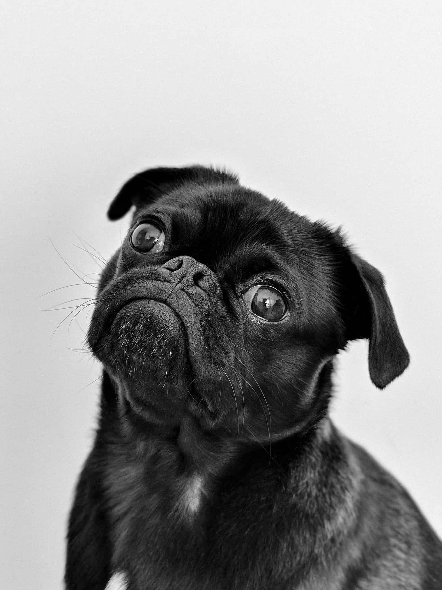 Boxer Pug Mix: Why Everyone’s Talking About This Breed