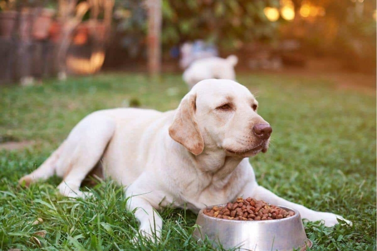 Labrador Feeding 101 How Much to Feed Your Pup + Easy Feeding Chart!