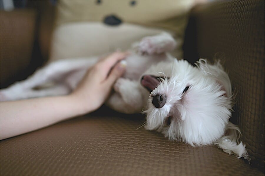 Why Do Dogs Like To Be Pet? A dog being petted on its belly.