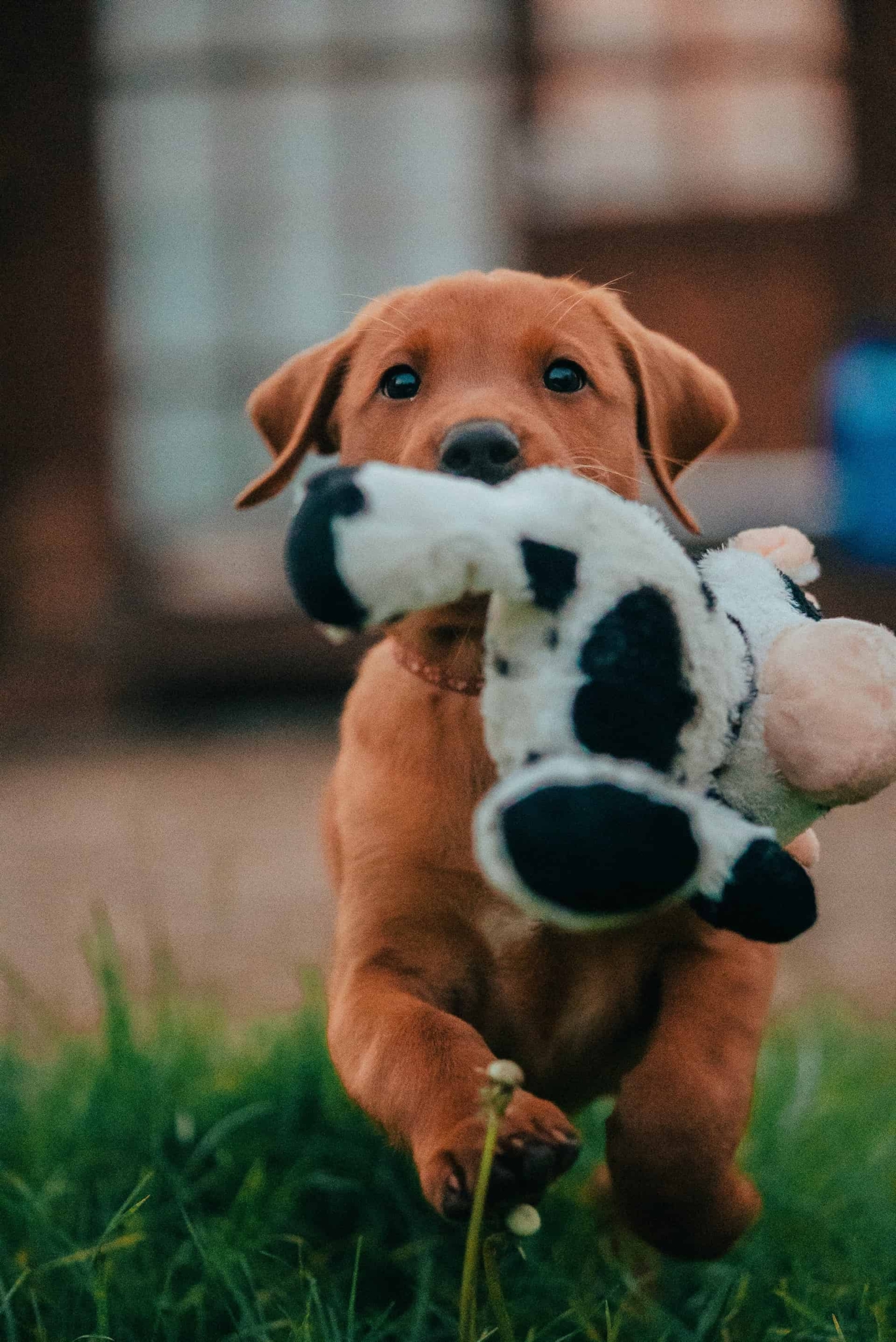 When Can Labrador Puppy Climb Stairs? (Not Knowing Can Cause Hip Dysplasia)