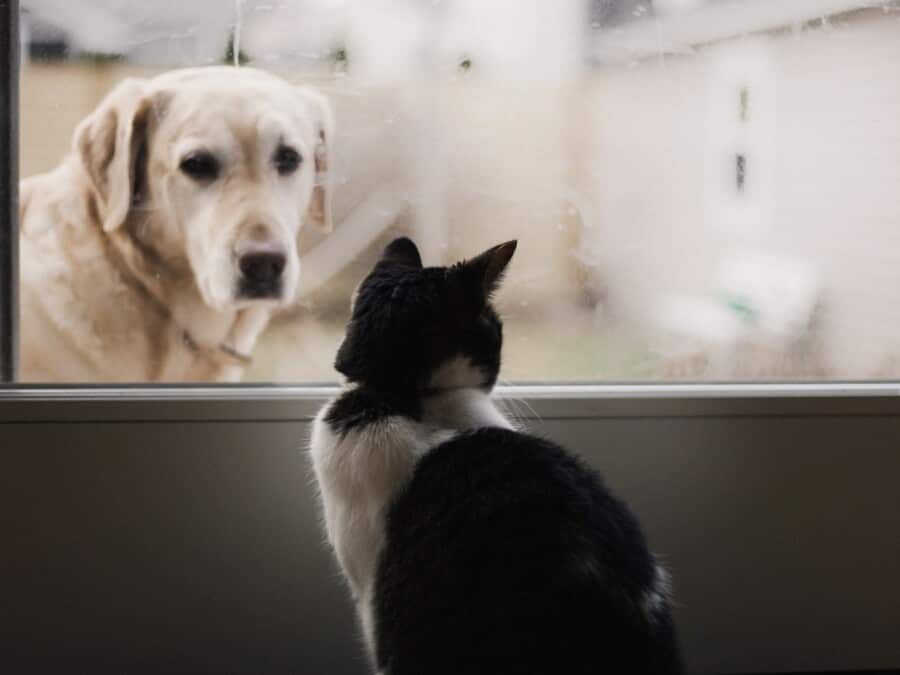 Are Labradors Good With Cats