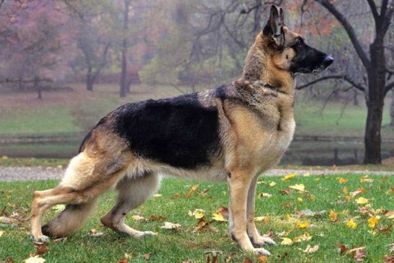 The 11 Best Guard Dogs That Are Also Great With Kids