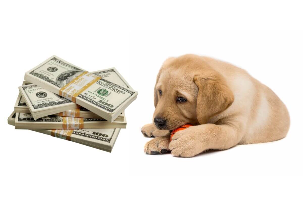 Labrador Puppy happily plays with a ball of money near a pile of cash, highlighting their high price.