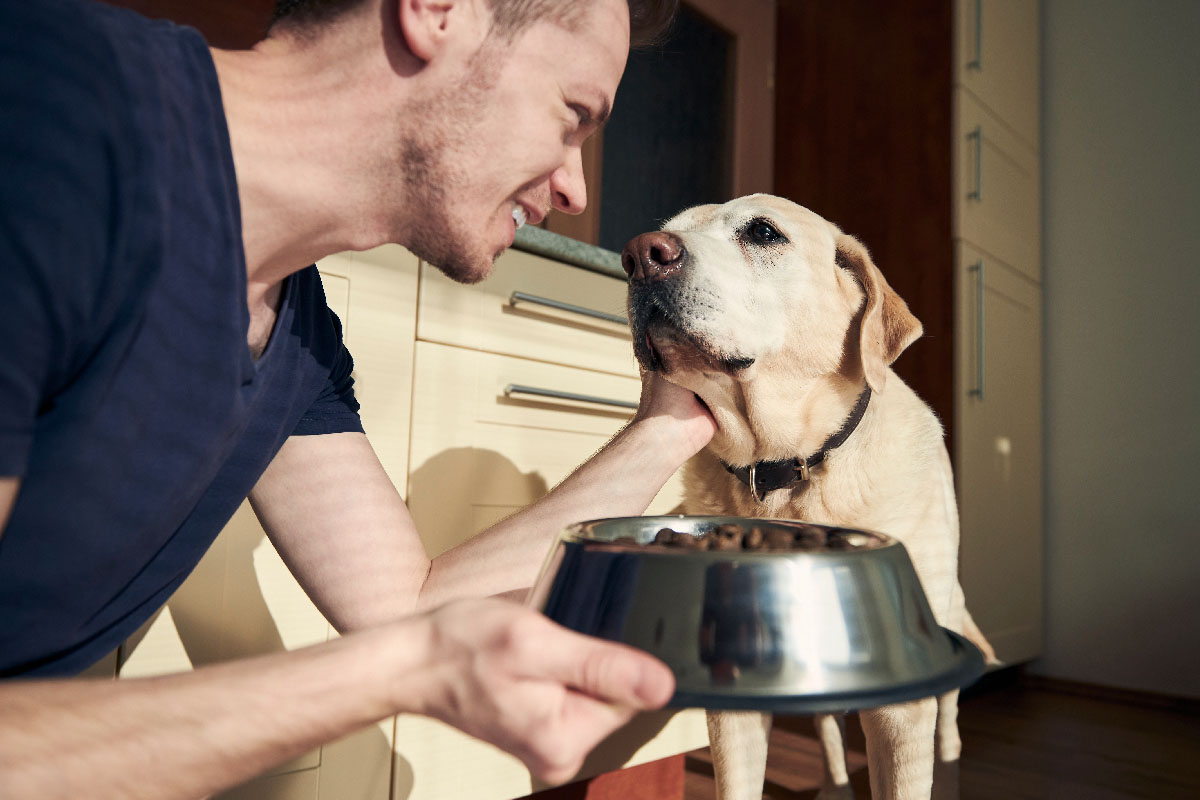 Why My Labrador Is Not Eating? 7 Reasons Why