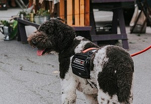 Are Huskies Good Service Dogs