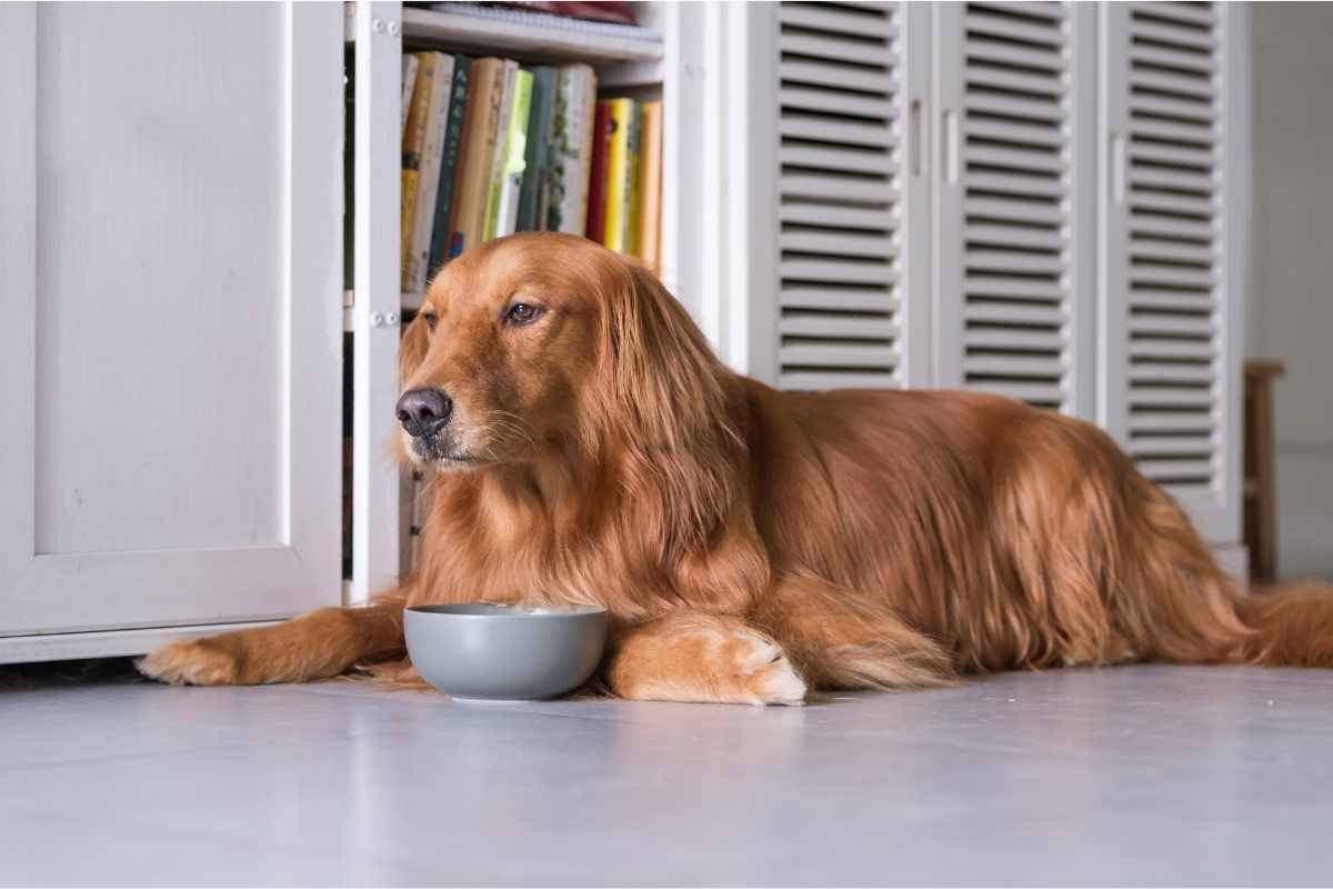 A golden retriever not eating, laying on the floor next to a bowl of food.
