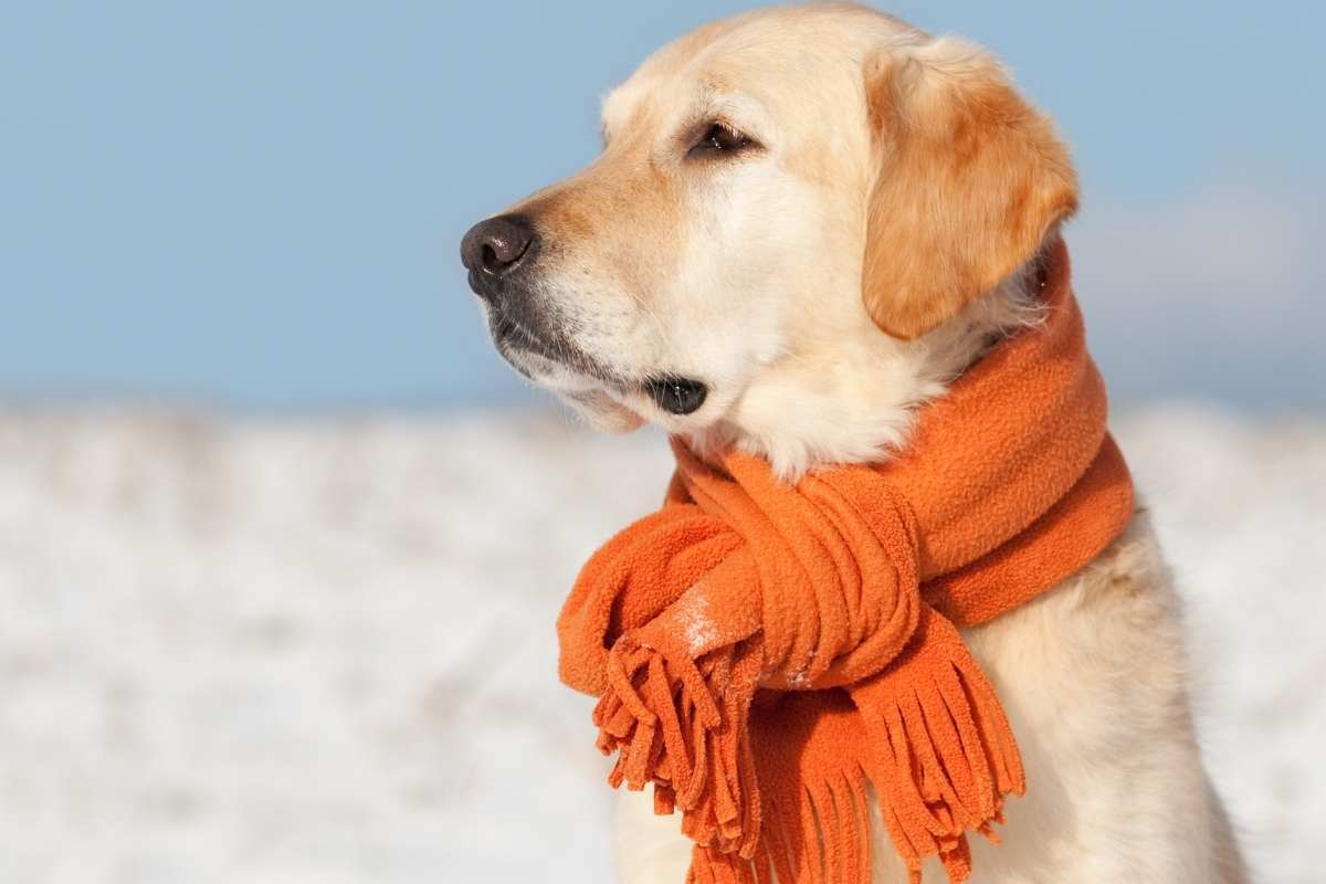 How Cold Is Too Cold For A Golden Retriever To Swim
