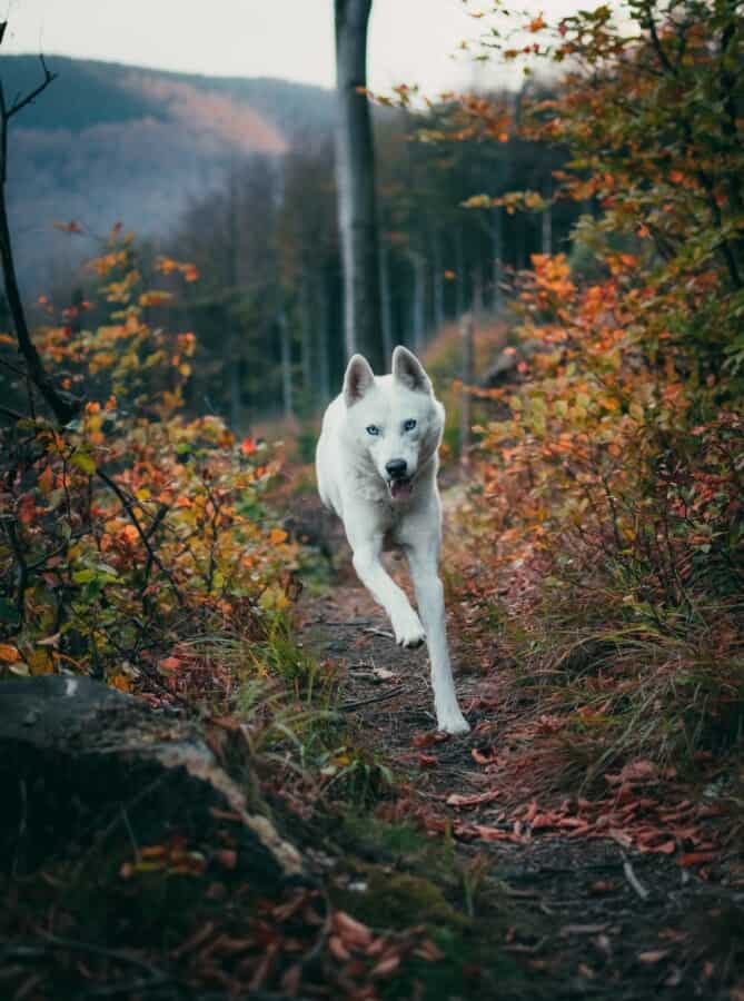 Stay Active: Discover the Perfect Exercise Routine for Your Siberian Husky!
