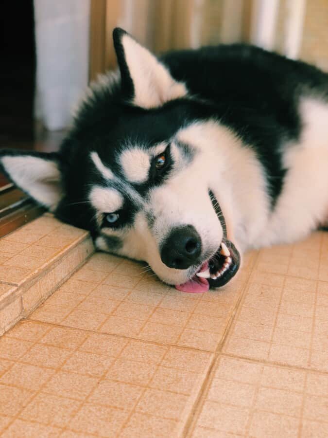 The Ultimate Guide to Bones for Huskies What’s Safe and What’s Not?
