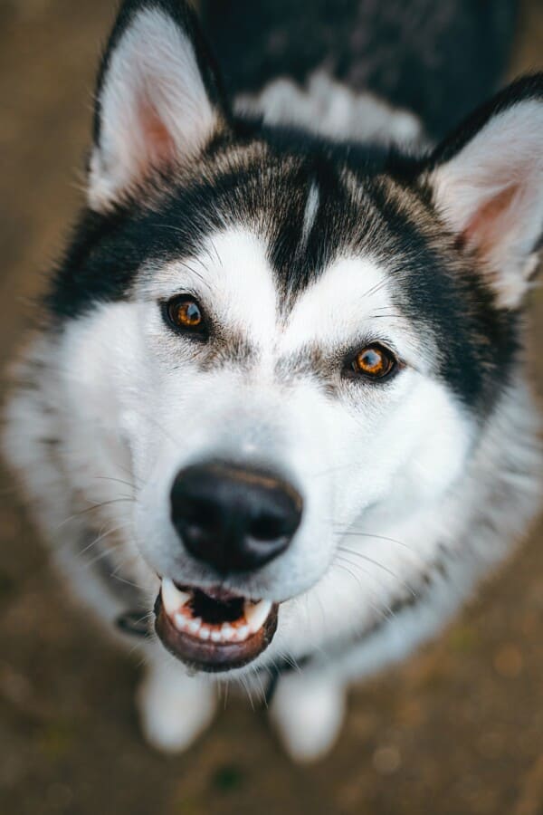 Goodbye Husky Say Goodbye to Fur Everywhere: 10 Solutions to Stop Your Husky's Shedding!