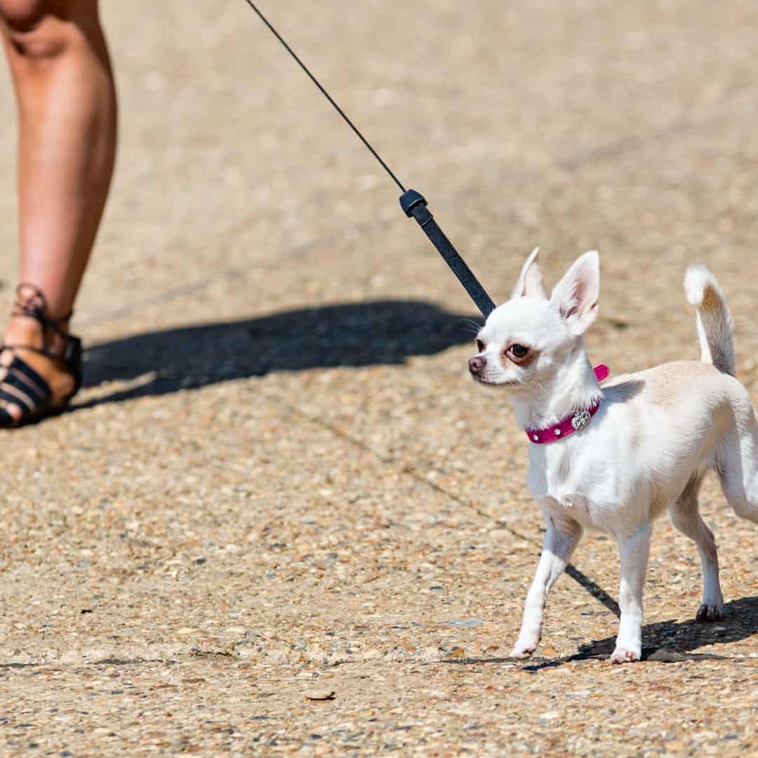 A small chihuahua being walked on a leash.