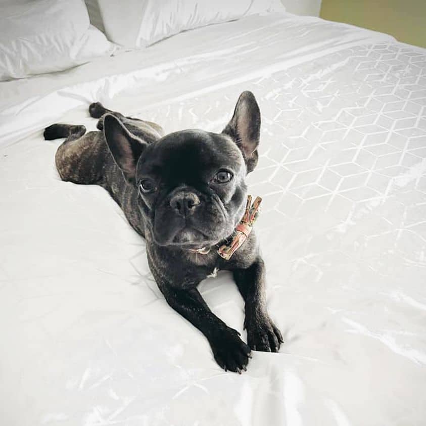 Why Your Dog’s ‘Splooting’ is Both Cute and Important to Understand!