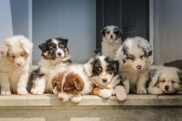 puppies at a doggie day care