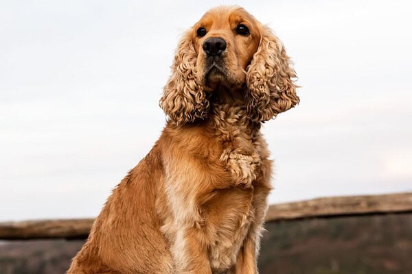 a light-brown dog sitting
