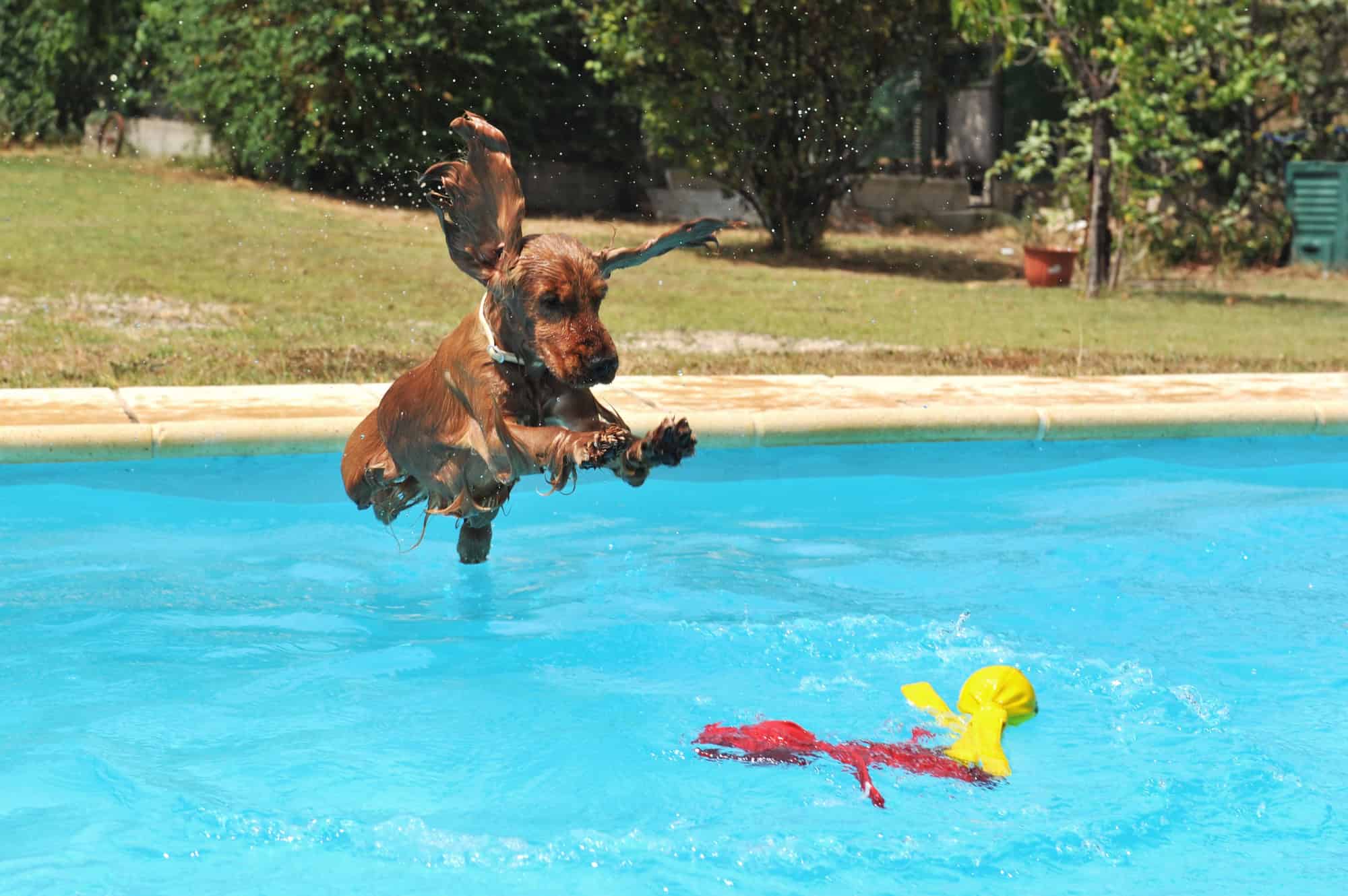 These Are the Top 10 Dog Breeds Millennials Are Choosing — Is Your Pup Trending?