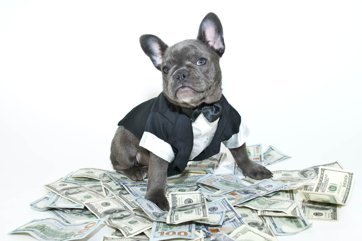 11 Dog Breeds That Come With Big Price Tags