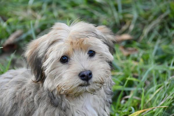 19 Small-Space Dog Breeds That Thrive in Apartments