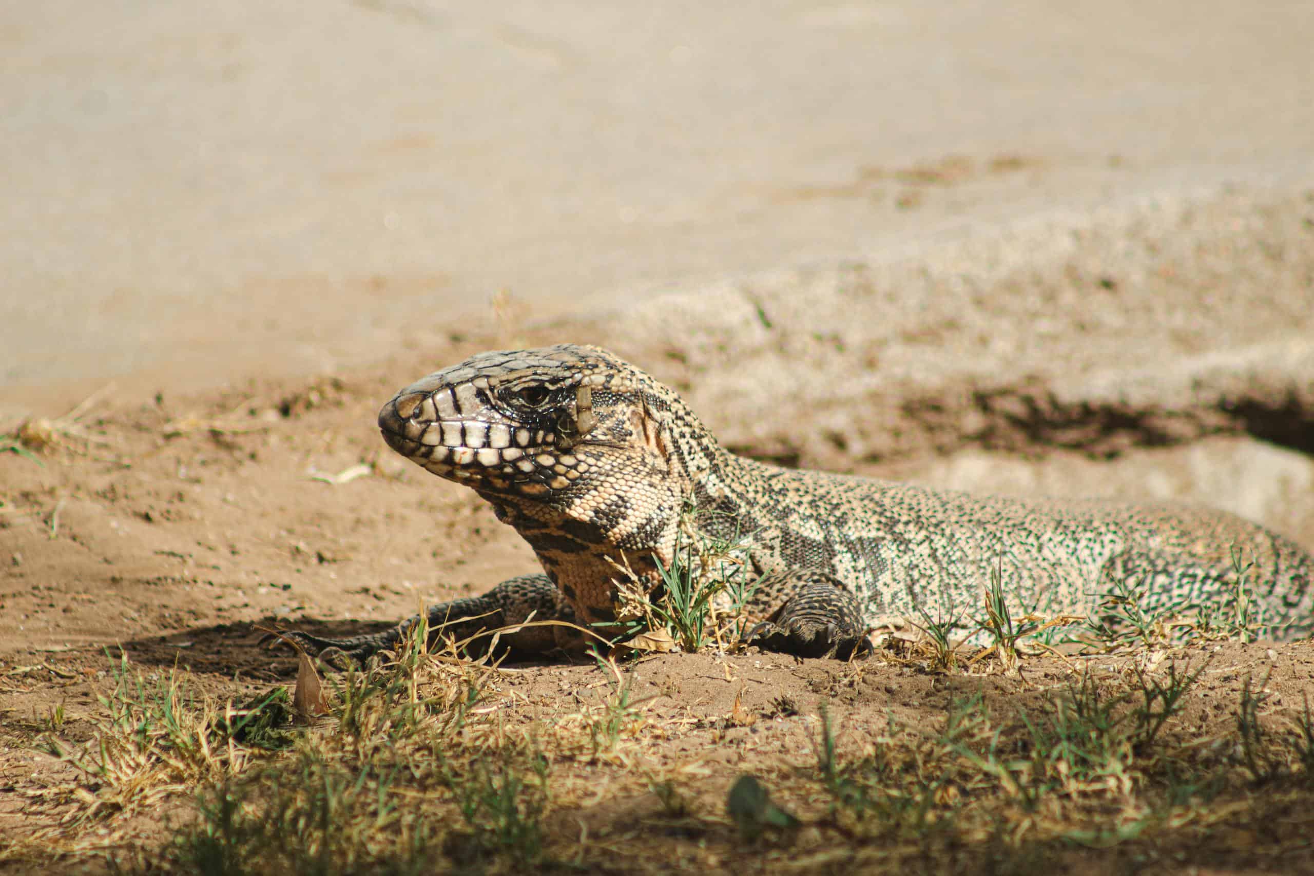 A Lizard on Brown Sand