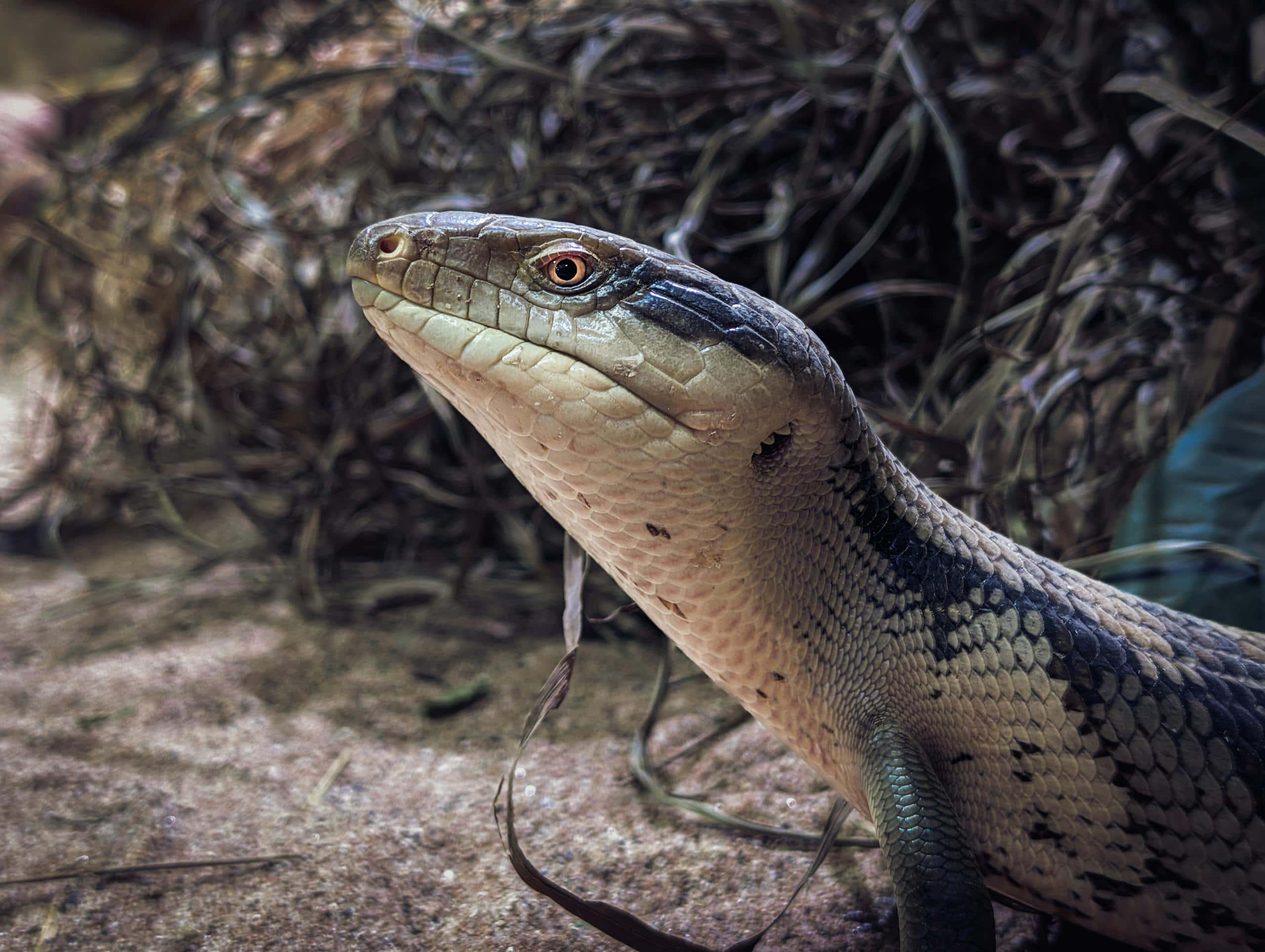 Blue-Tongued Skink Lizard