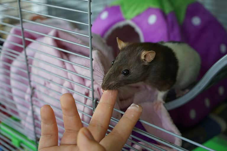 Snuggle with a Skunk? These 14 Cuddly Pets Are Easy to Care For.