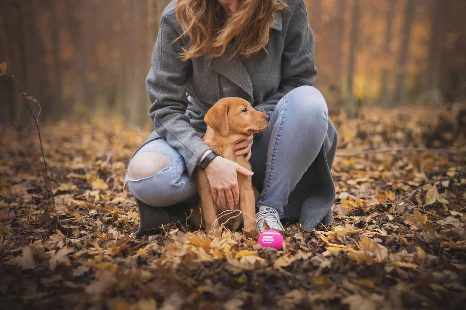 Think Your Lab Loves You? 15 Ways Labrador Retrievers Show Affection to ...