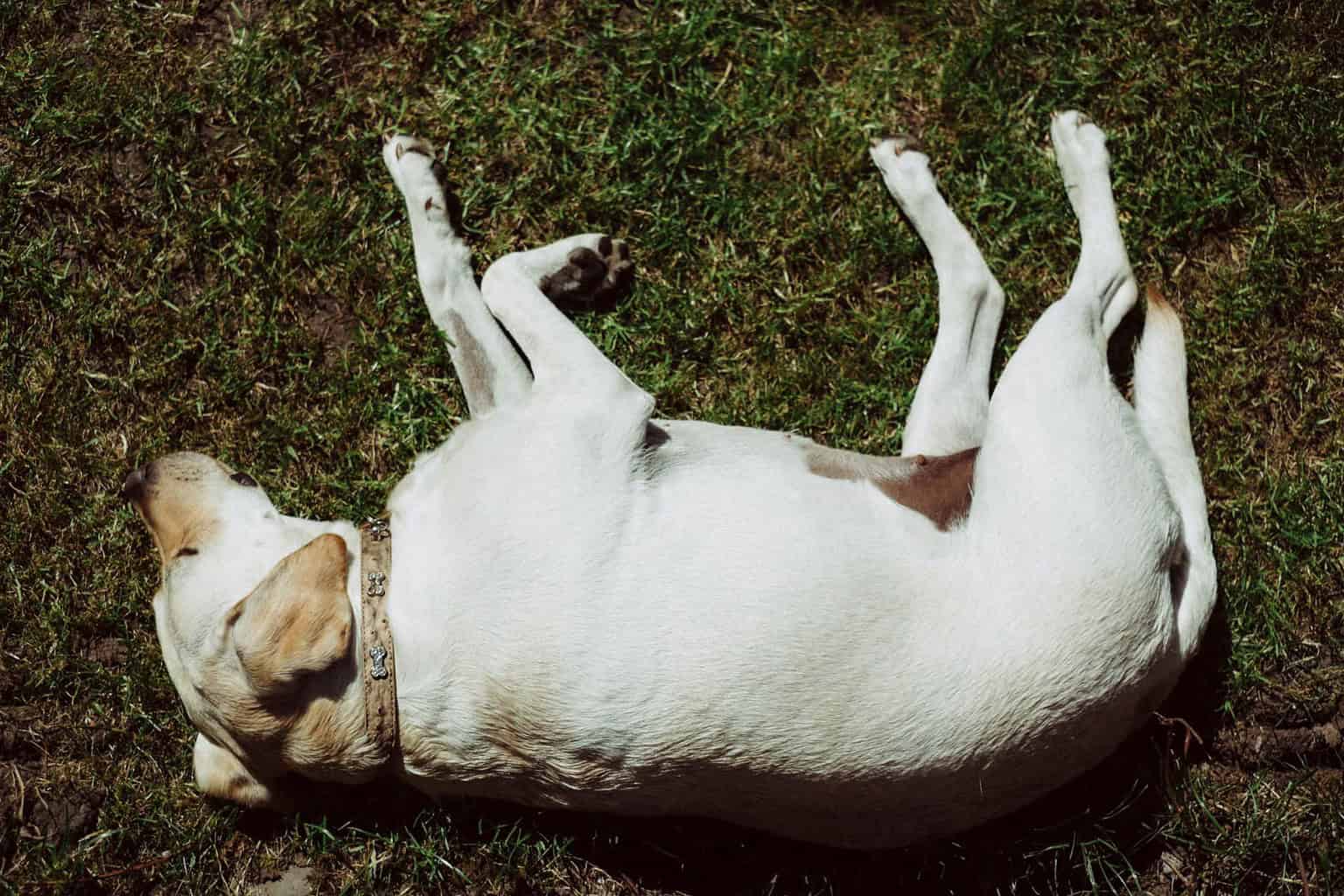 Think Your Lab Loves You? 15 Ways Labrador Retrievers Show Affection to ...