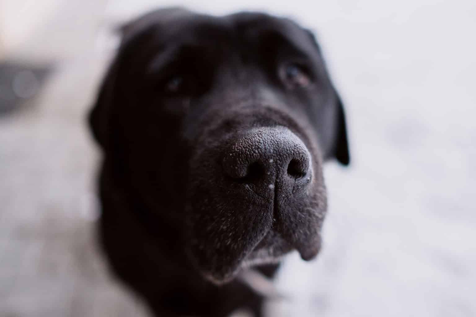 Think Your Lab Loves You? 15 Ways Labrador Retrievers Show Affection to ...