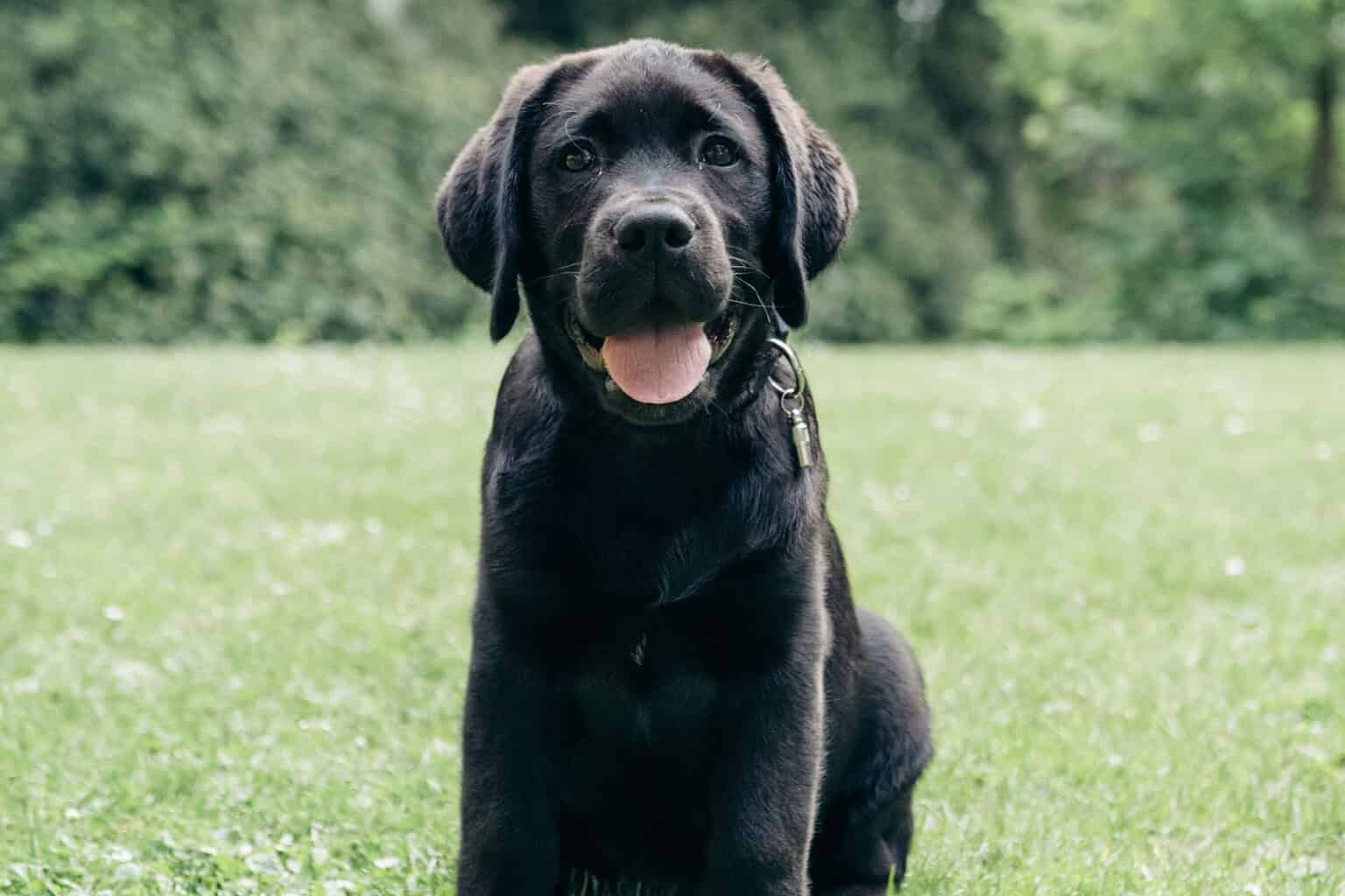 Think Your Lab Loves You? 15 Ways Labrador Retrievers Show Affection to ...
