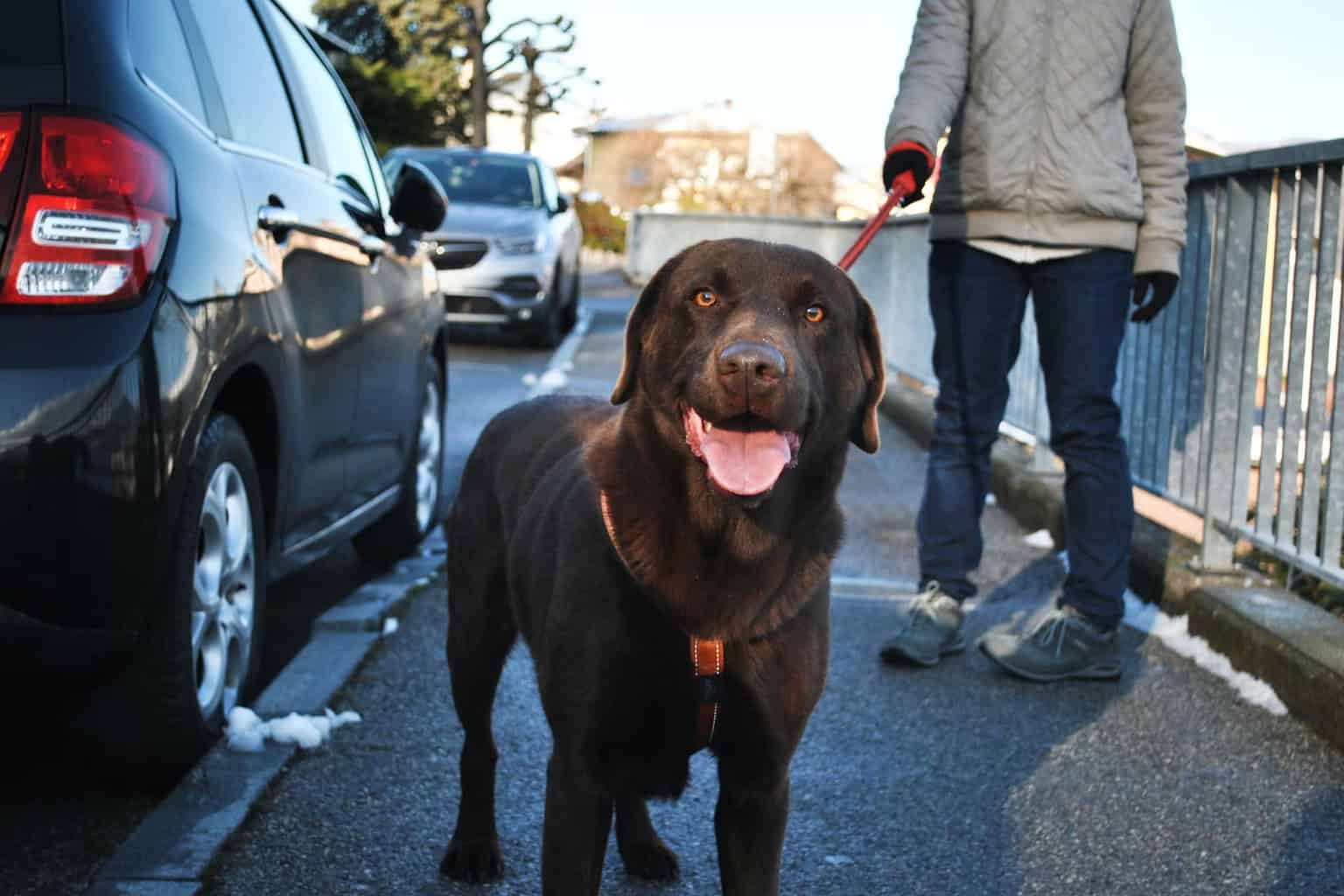 Think Your Lab Loves You? 15 Ways Labrador Retrievers Show Affection to ...