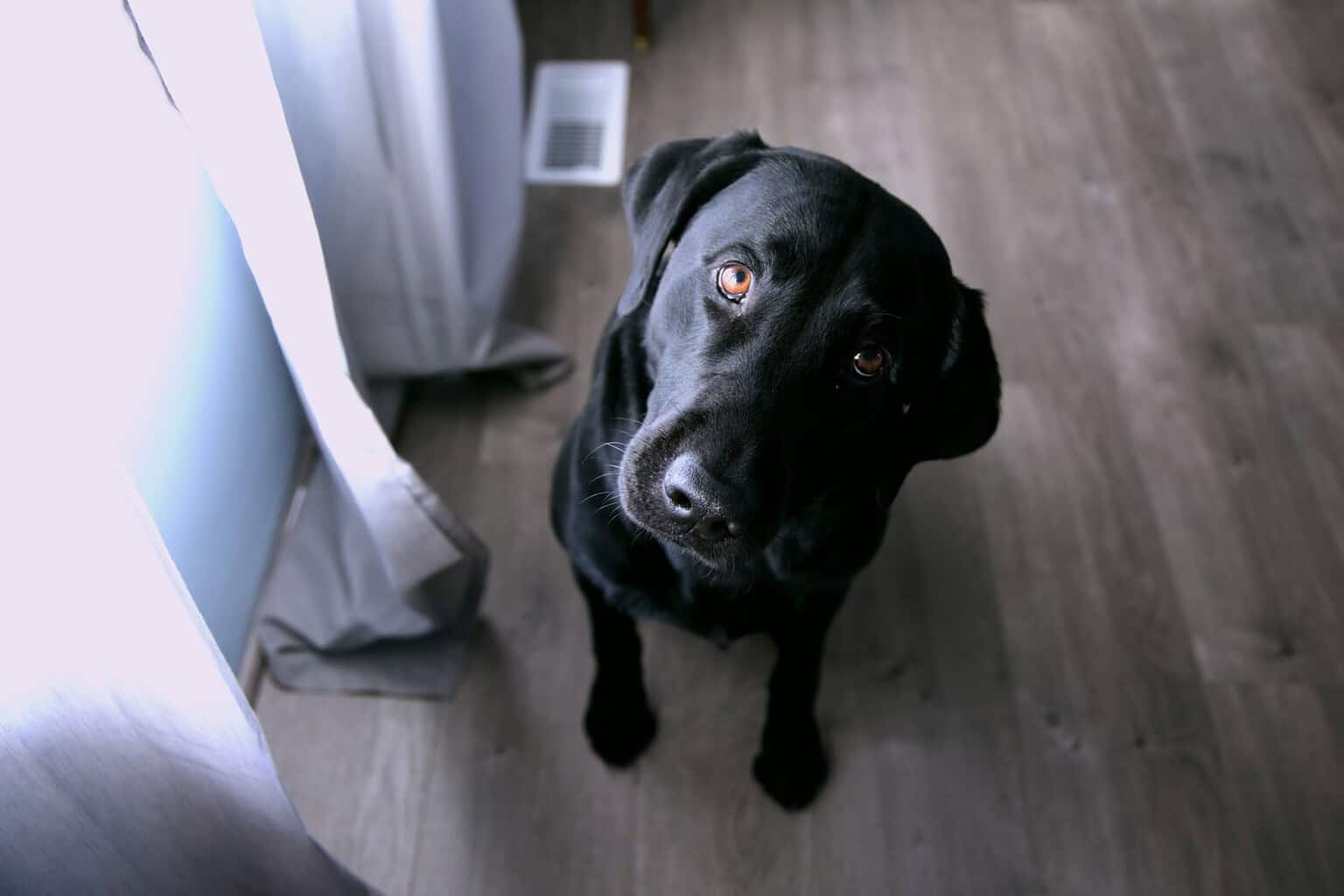 Think Your Lab Loves You? 15 Ways Labrador Retrievers Show Affection to ...
