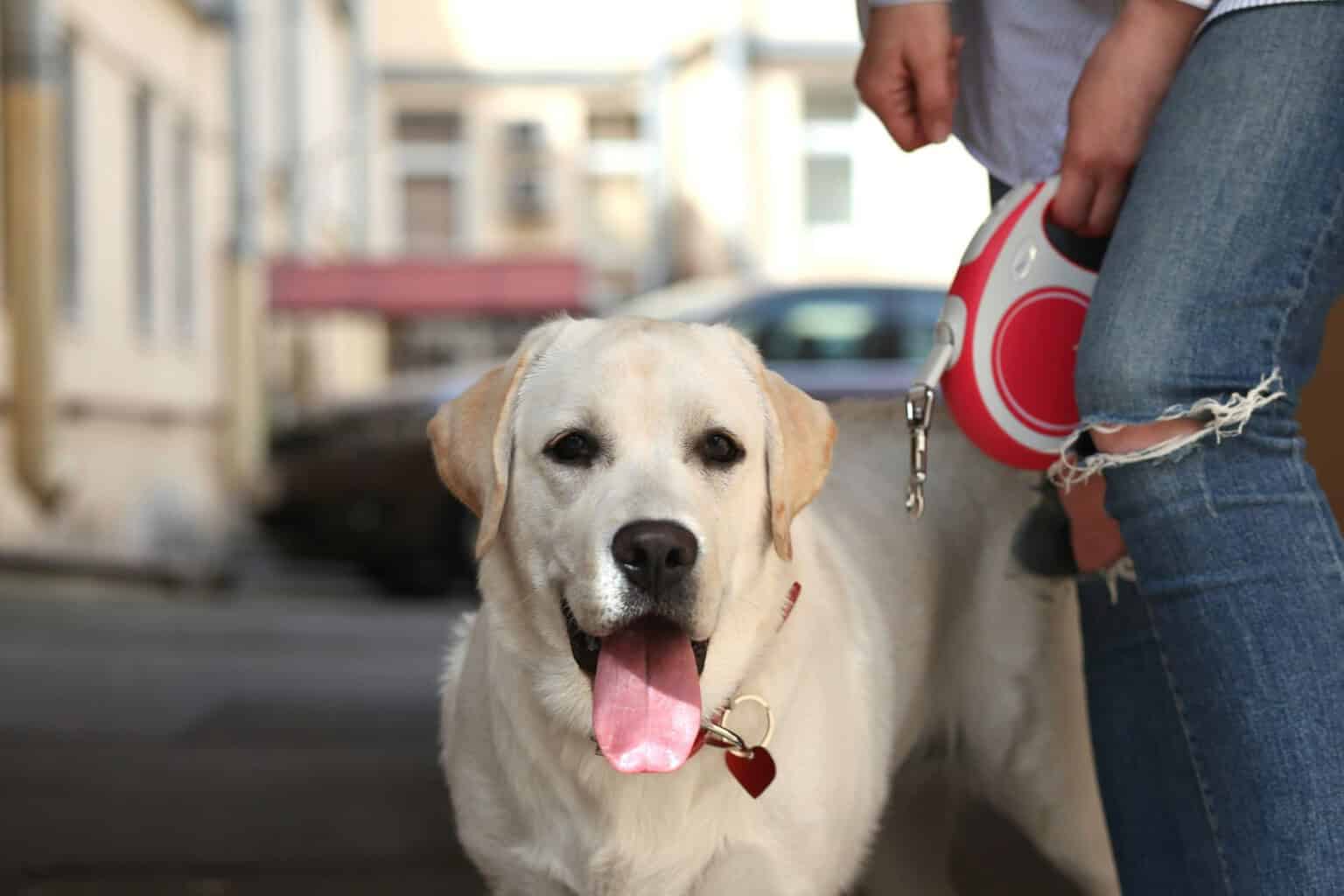 Think Your Lab Loves You? 15 Ways Labrador Retrievers Show Affection to ...