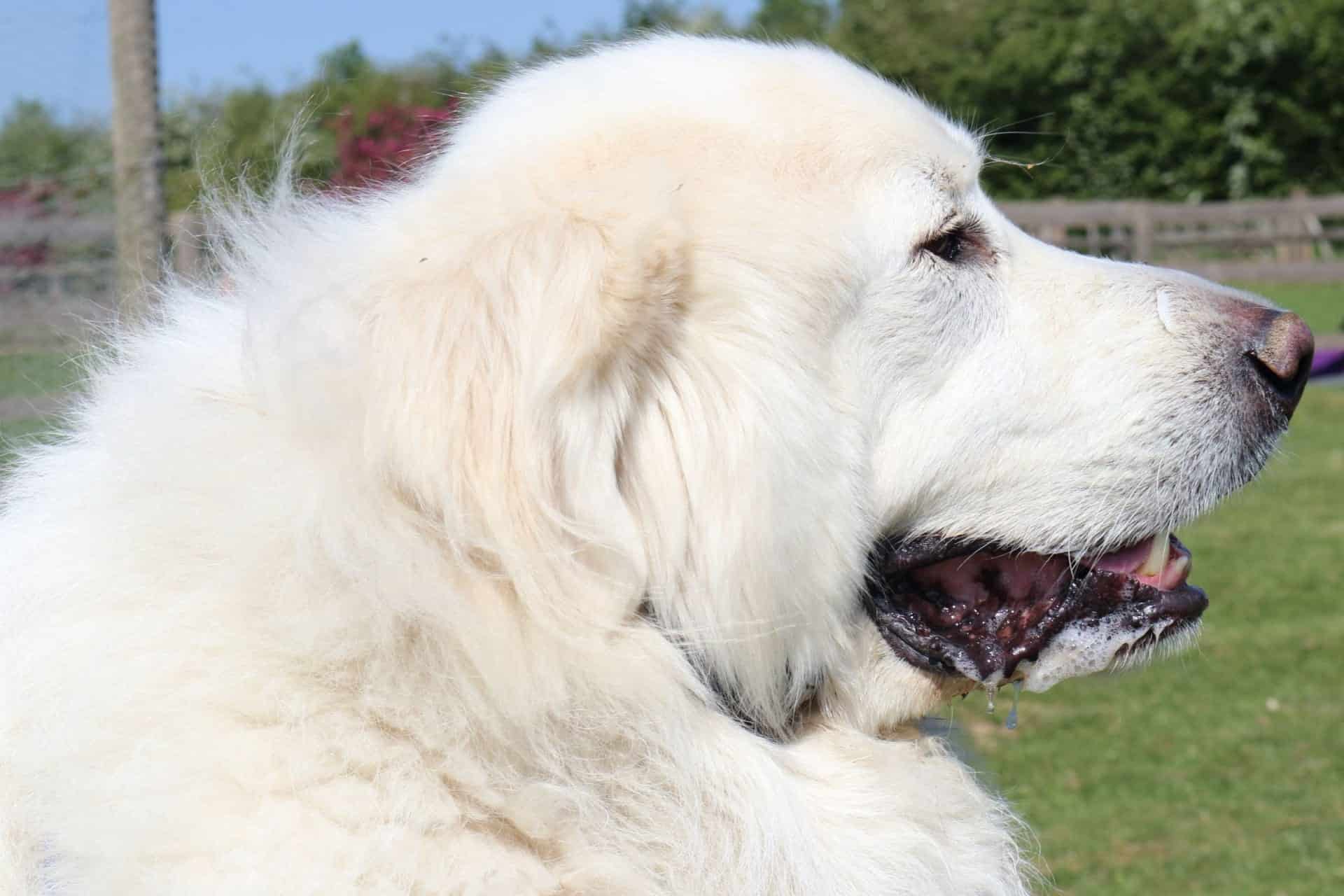 Fluffy white Great Pyrenees dog outdoors in a park setting.