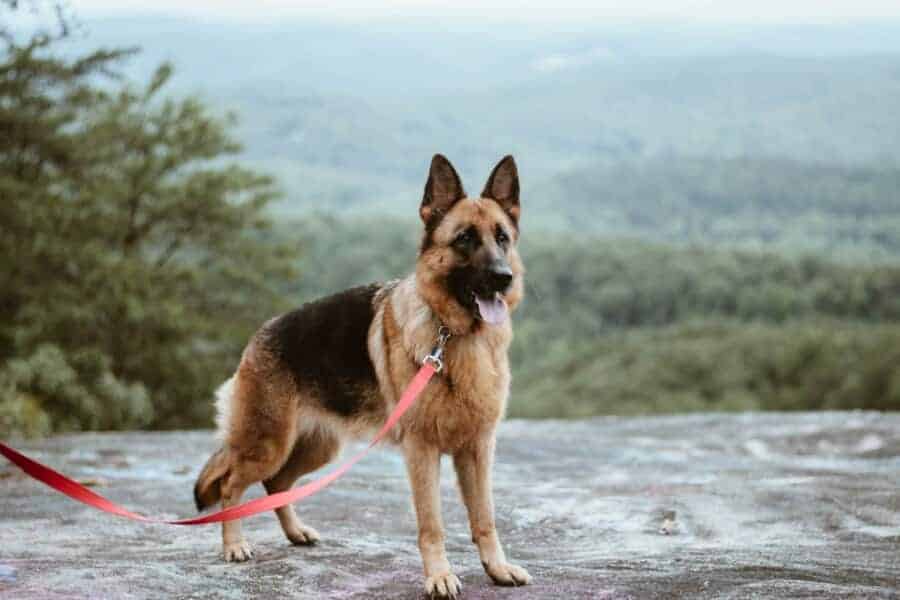 How To Make German Shepherd Back Legs Stronger