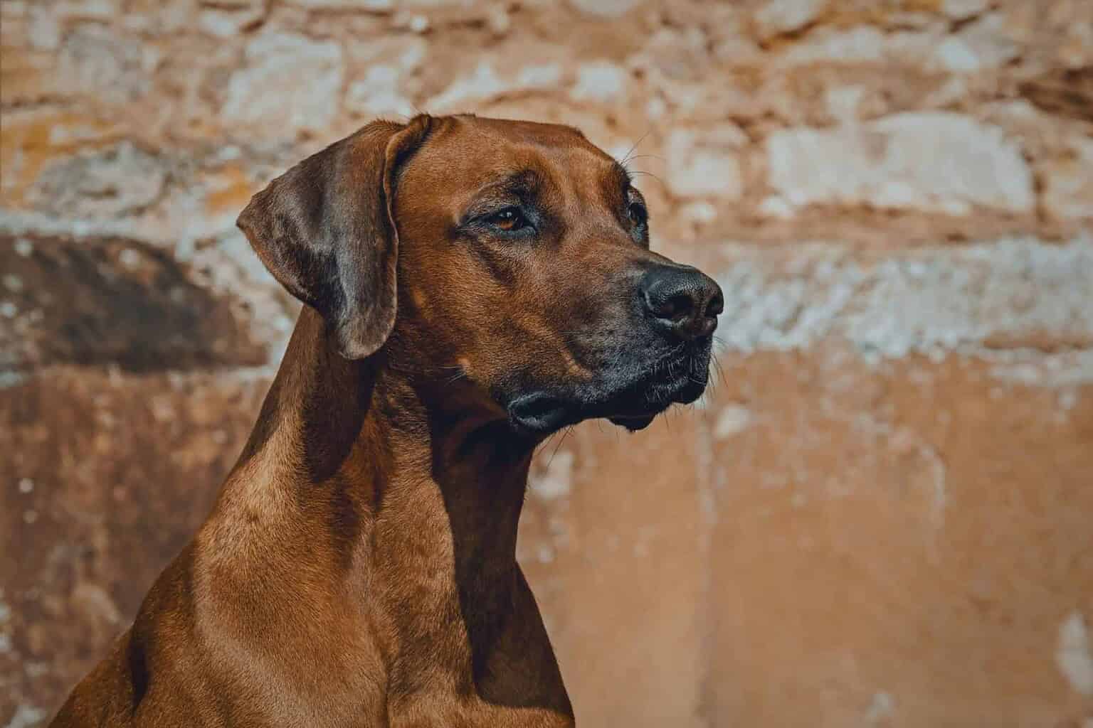14 Dog Breeds Known for Aggression—What Every Owner Should Know