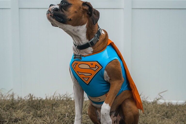 10 Heroic Dog Breeds Most Likely to Save Your Life