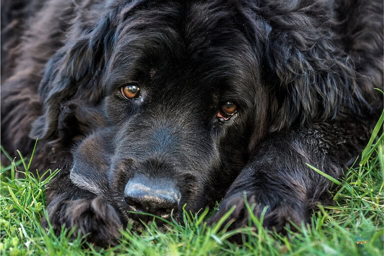 20 Laid-Back Dog Breeds That Would Choose Naps Over Fetch Any Day