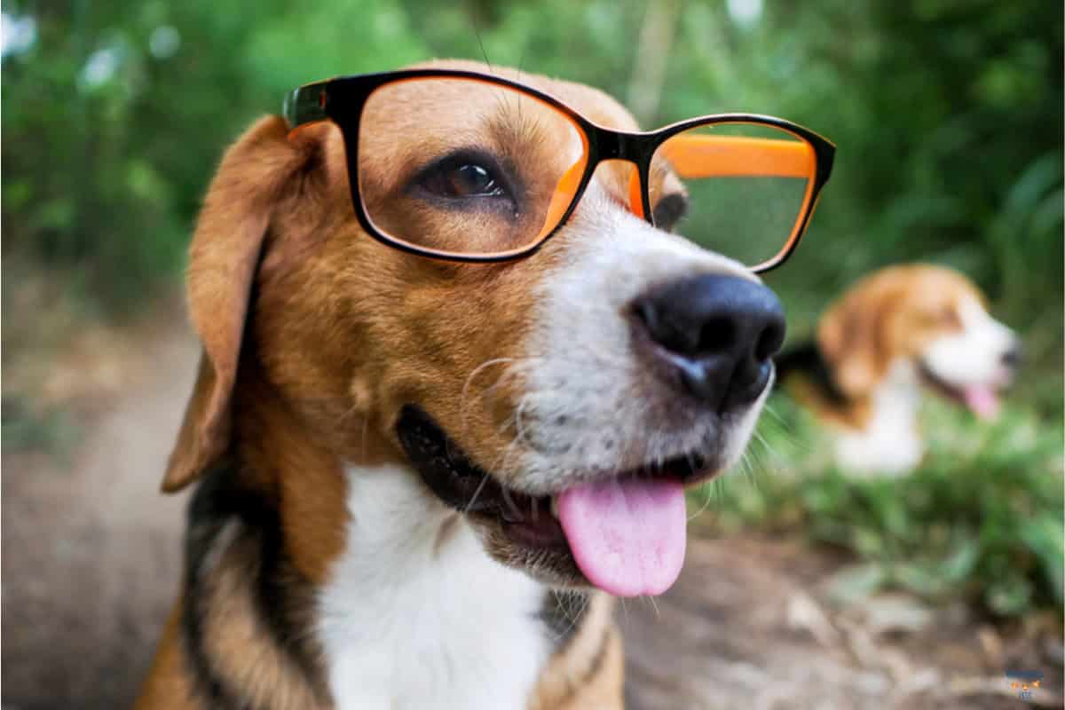 21 Genius Dog Breeds That Might Be Smarter Than Their Owners