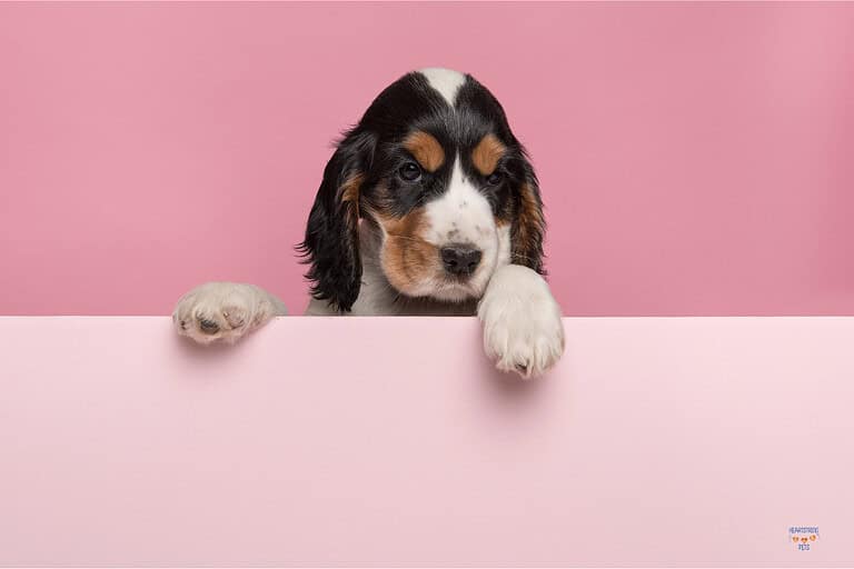 Forever Puppies: 15 Dog Breeds That Stay Small and Puppy-Like