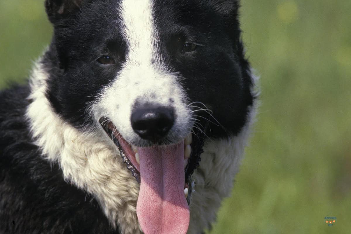 Can dogs sing? These 13 Dog Breeds Are So Rare You Might Think They Are Made Up.