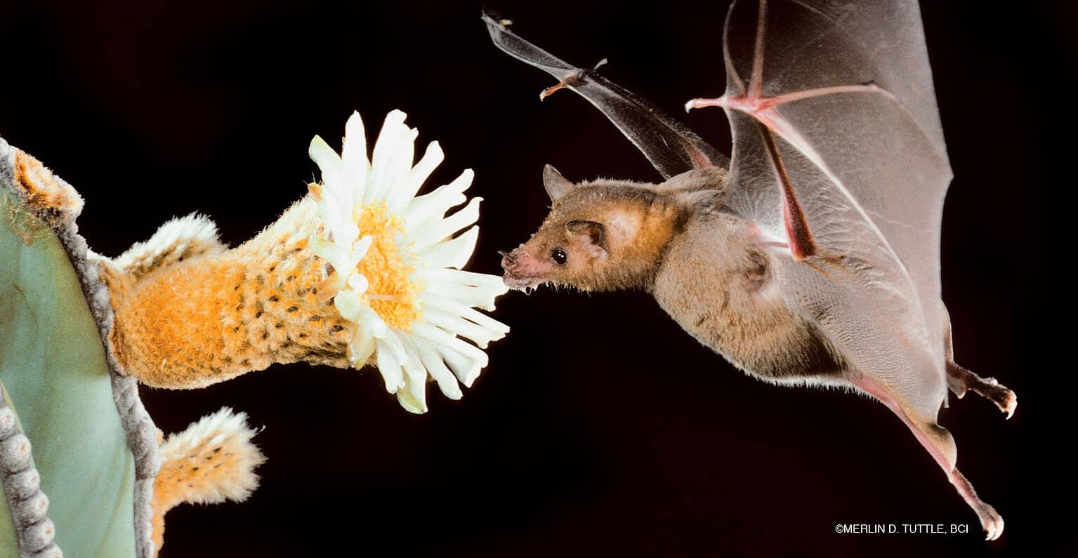 13 Bat Myths That Just Won’t Die—And the Truth Behind Them