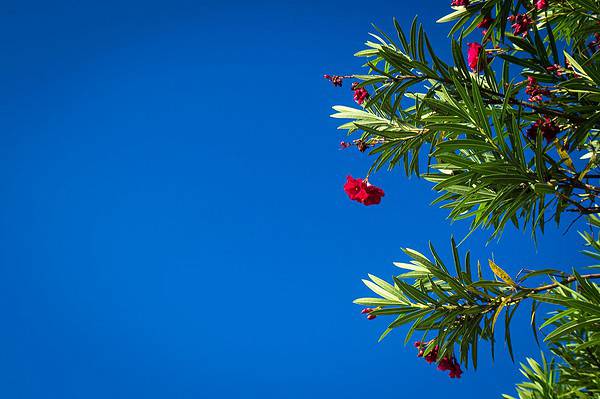 A striking composition of red oleander flowers against a crisp blue sky, showcasing nature's contrast.