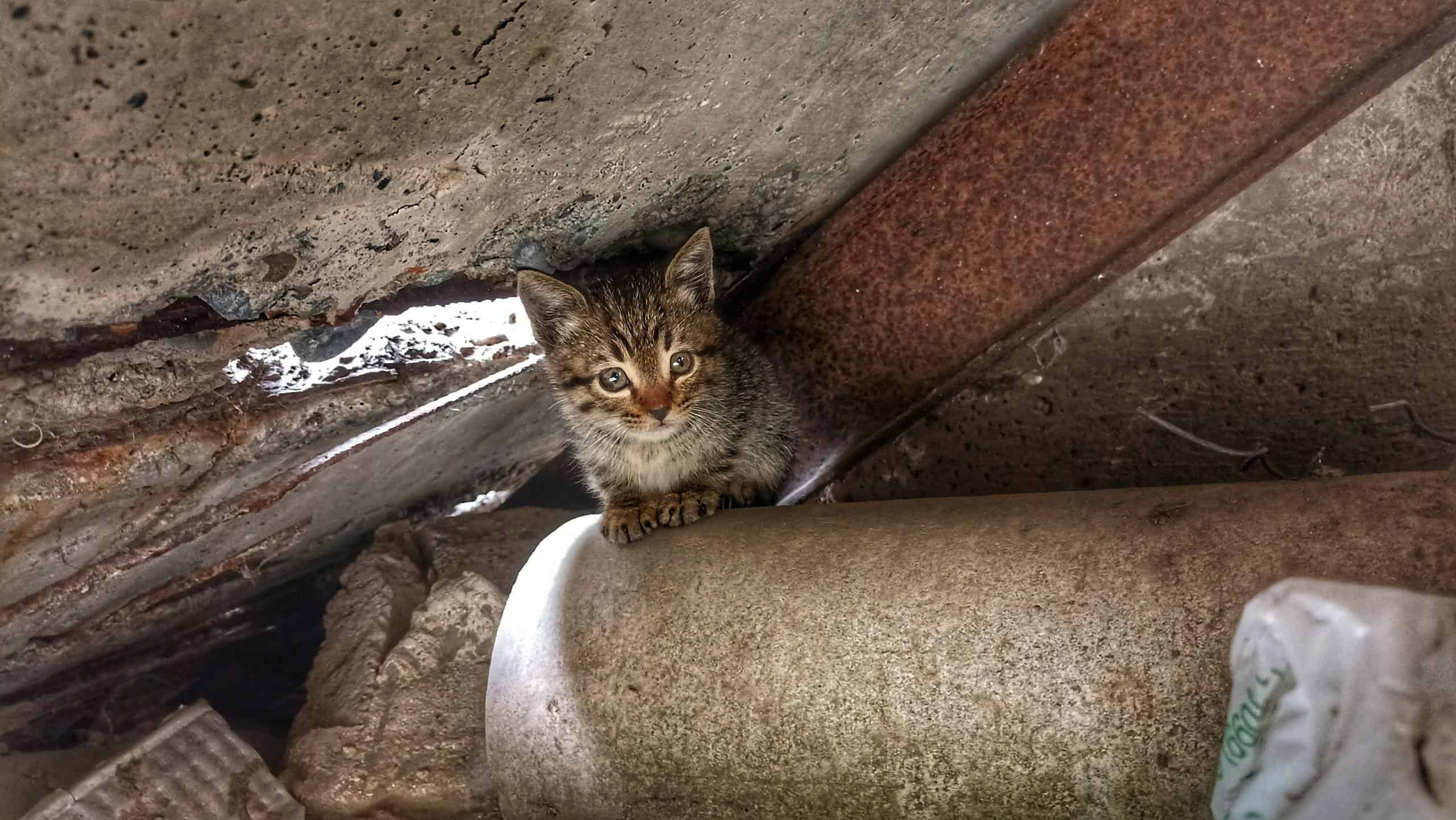 Charming kitten hiding in a rustic attic in Vanadzor, Armenia.