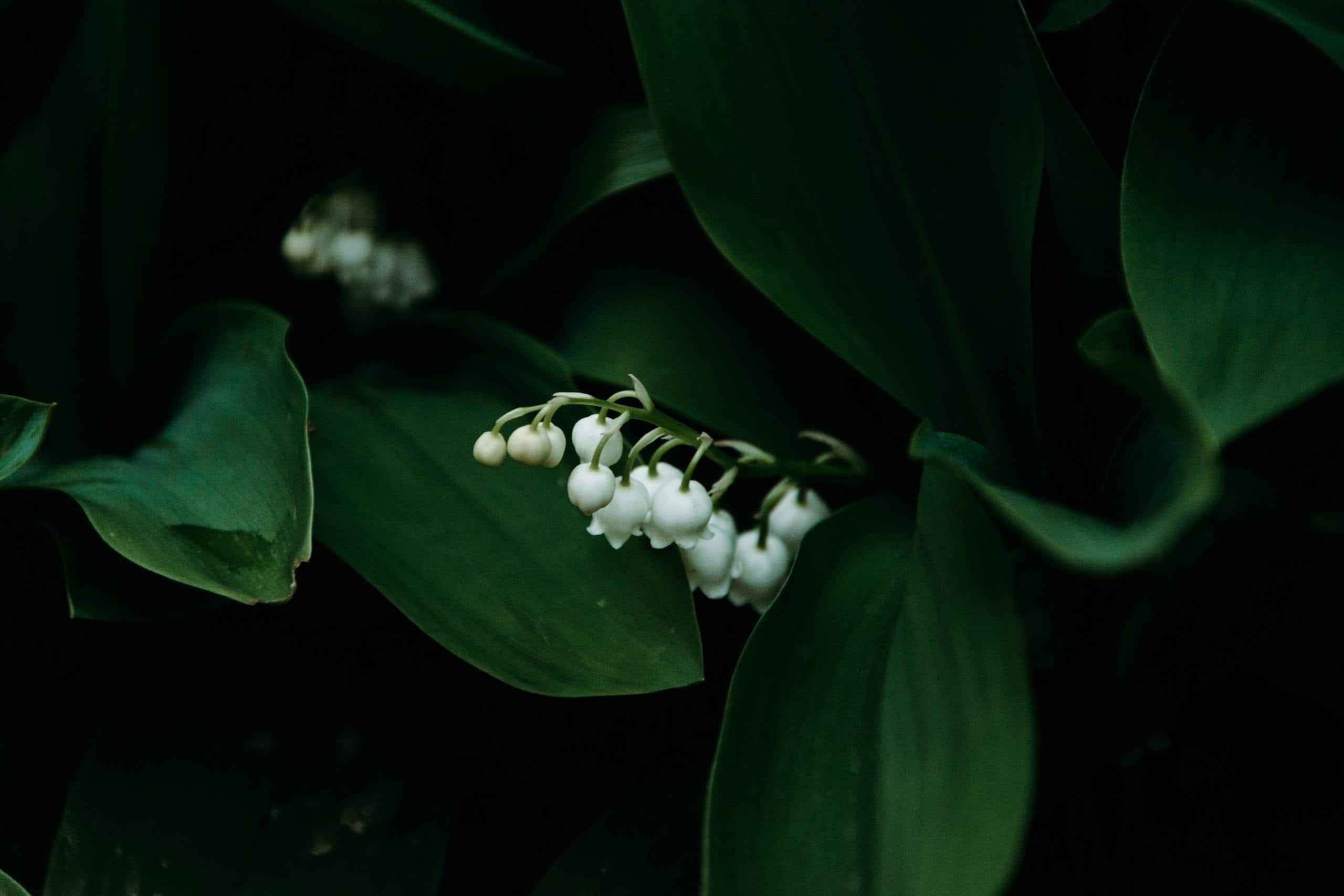 Close-up of lily of the valley flowers amidst dark green leaves, showcasing natural elegance.