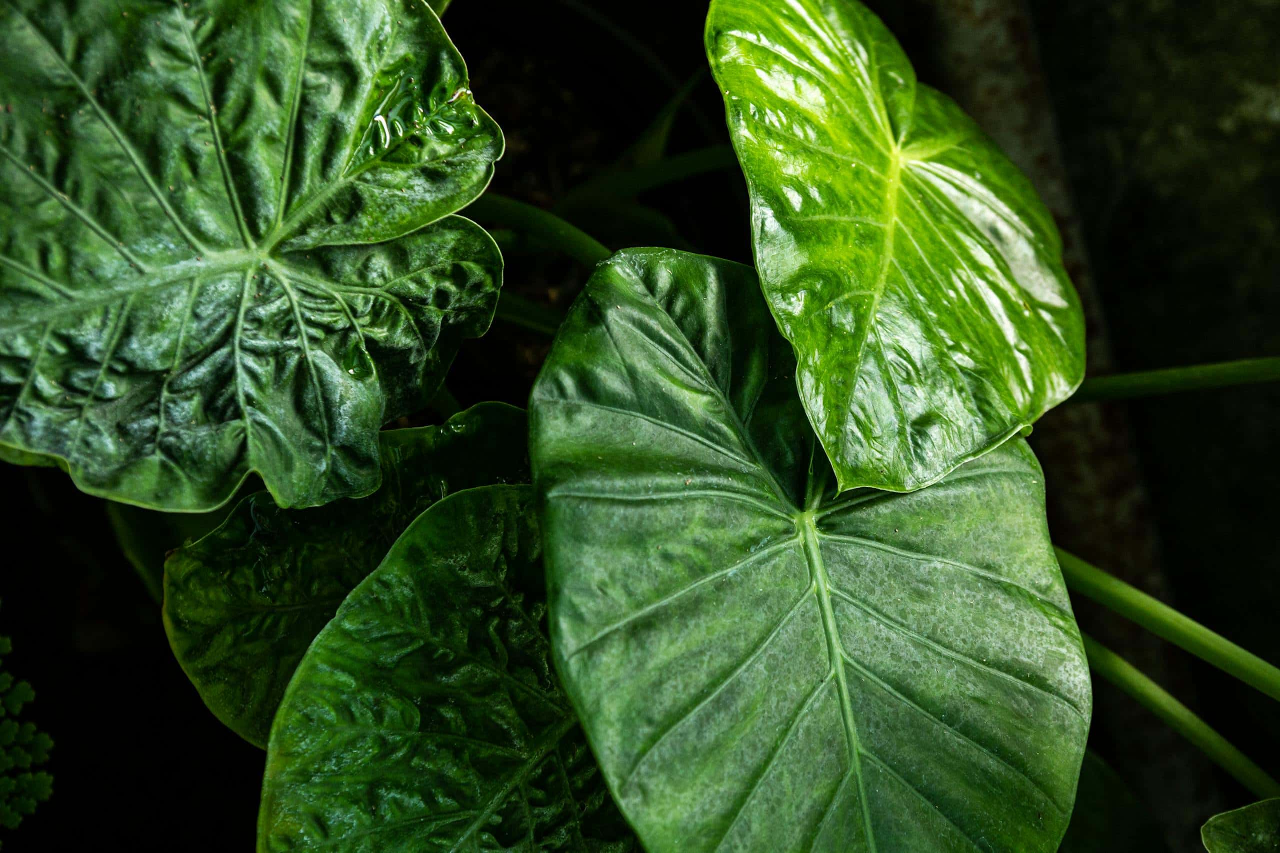 Close-up of vibrant green leaves showcasing fresh growth and natural beauty.